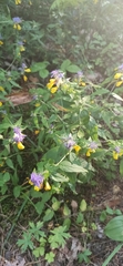 Melampyrum nemorosum