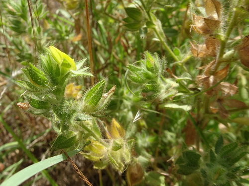 Image of Ononis pubescens by (c) Thomas Koffel, some rights reserved (CC BY)