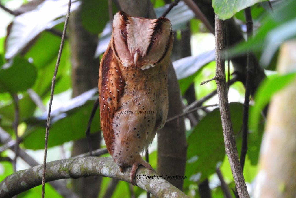 Sri Lanka Bay-Owl