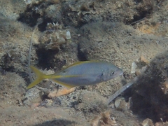 Pseudocaranx dentex
