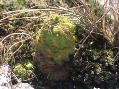 Parodia ottonis