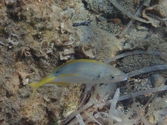 Pseudocaranx dentex