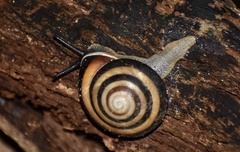 Caracolus sagemon