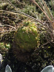 Parodia ottonis