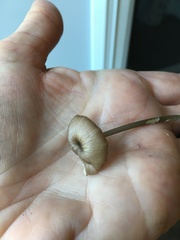 Entoloma lividocyanulum