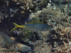 Pseudocaranx dentex