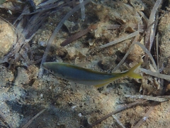 Pseudocaranx dentex