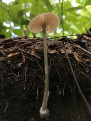 Entoloma lividocyanulum