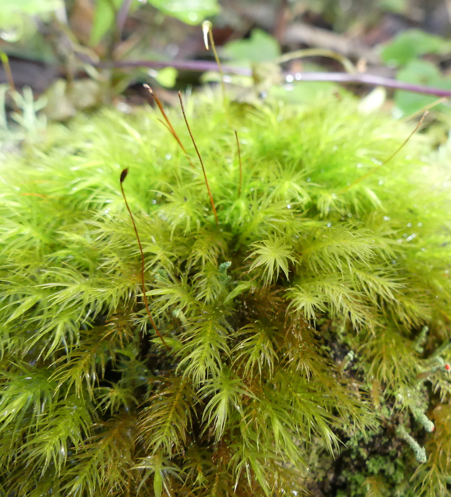 Pyrrhobryum