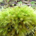 Pyrrhobryum - Photo (c) Colin Ralston, some rights reserved (CC BY-NC), uploaded by Colin Ralston