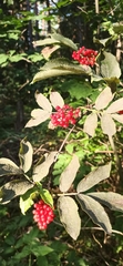 Sambucus racemosa