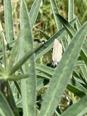 Satyrium semiluna