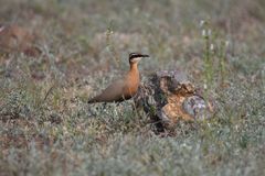 Cursorius coromandelicus