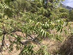 Juglans major