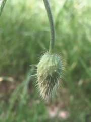 Papaver dubium dubium