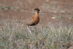 Cursorius coromandelicus