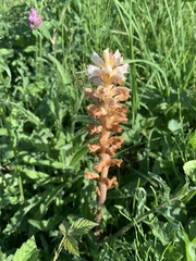 Orobanche picridis