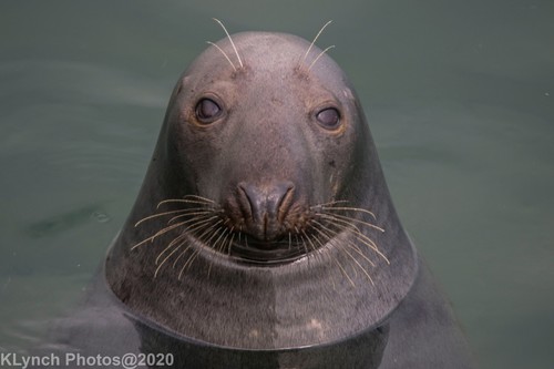 Atlantic Grey Seal photographed in Massachusetts