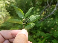 Eulophus