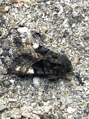 Euplexia