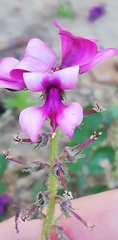 Indigofera discolor