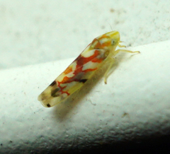 Erythroneura acuticephala