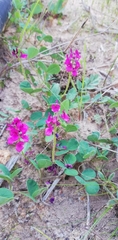 Indigofera discolor