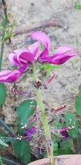 Indigofera discolor