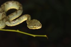 Craspedocephalus gramineus