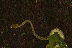 Craspedocephalus gramineus