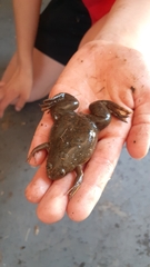 Xenopus laevis