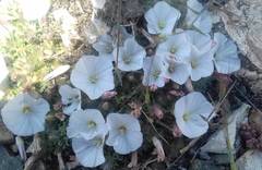 Convolvulus boissieri compactus