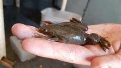 Xenopus laevis