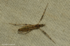 Styringomyia