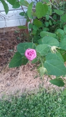 Pavonia