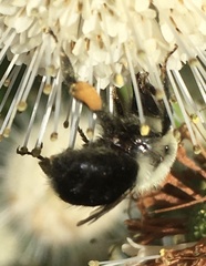 Bombus impatiens