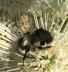 Bombus impatiens