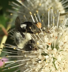 Bombus impatiens
