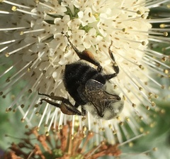 Bombus impatiens