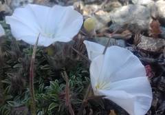Convolvulus boissieri compactus