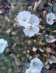 Convolvulus boissieri compactus