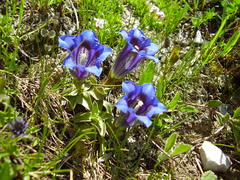 Gentiana clusii