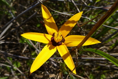Pauridia canaliculata
