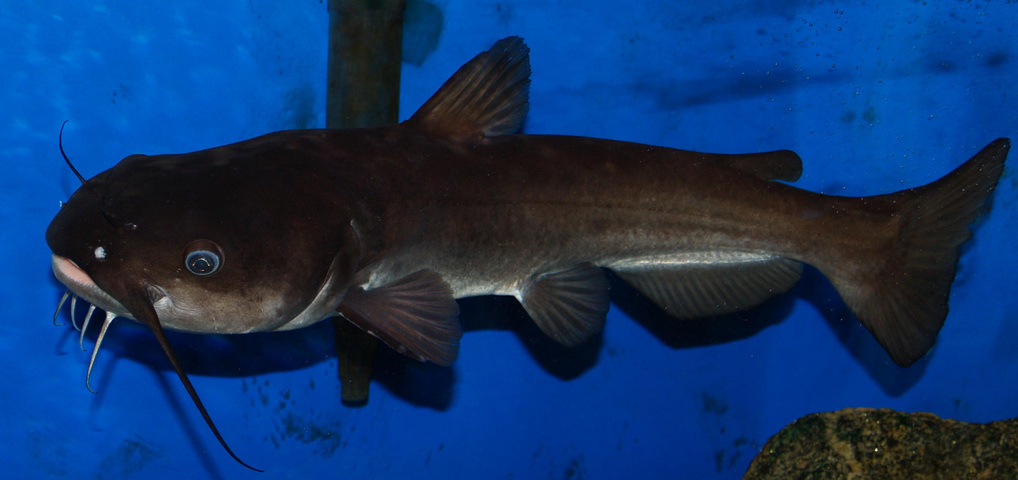 White Catfish (North Carolina Aquarium at Fort Fisher) · iNaturalist