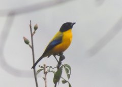 Anisognathus notabilis