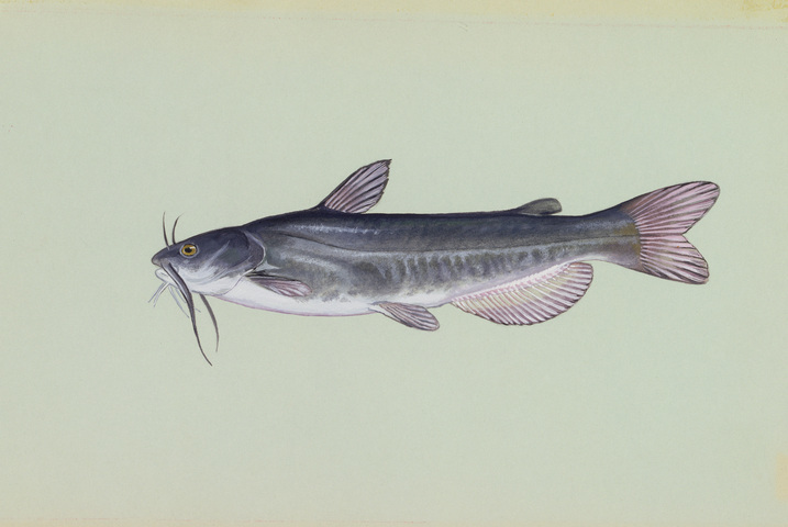 White Catfish (North Carolina Aquarium at Fort Fisher) · iNaturalist