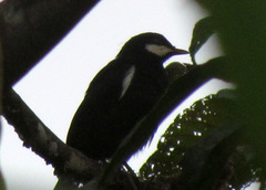 Entomodestes coracinus