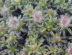 Convolvulus boissieri compactus