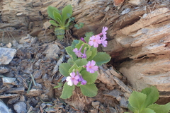 Primula marginata