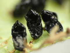 Eulophus